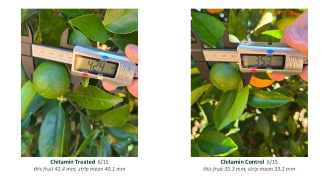 Chitamin-treated citrus fruit compared with the control fruit